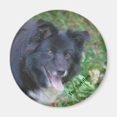 Border Collie Smilingcute Dog Magnet (Vorne)