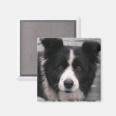 Border Collie Square Magnet (Vorderseite/Rückseite)