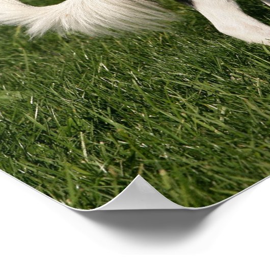 Border Collie Standing Poster (Ecke)