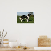 Border Collie Standing Poster (Küche)