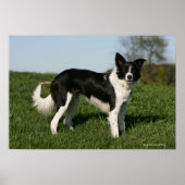 Border Collie Standing Poster (Vorne)