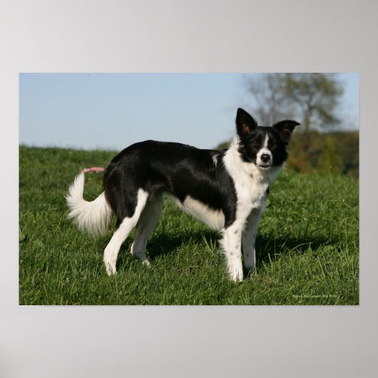 Border Collie Standing Poster (Vorne)