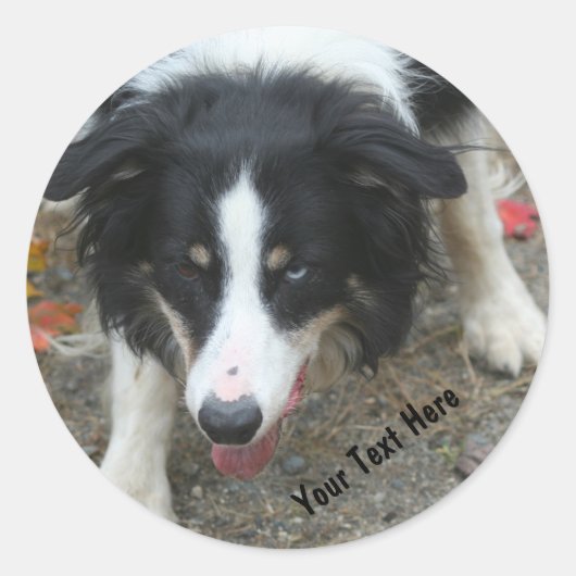 Border Collie Stare Docker Runder Aufkleber (Vorderseite)