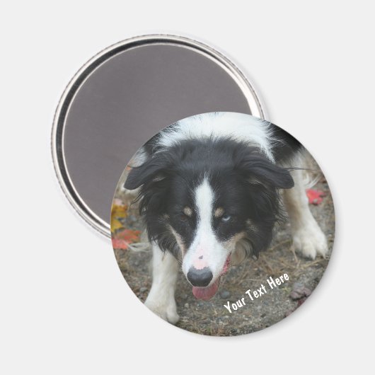 Border Collie Stare Dog Magnet (Vorderseite/Rückseite)