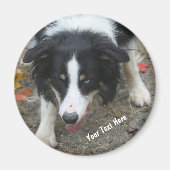 Border Collie Stare Dog Magnet (Vorne)