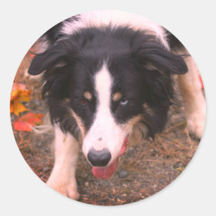 Border Collie Stare Dog Runder Aufkleber