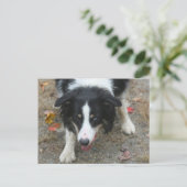 Border Collie Stare Dose Postkarte (Stehend Vorderseite)