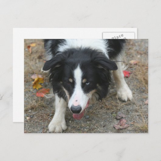 Border Collie Stare Dose Postkarte (Vorne/Hinten)