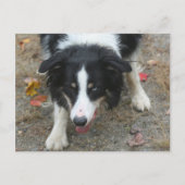 Border Collie Stare Dose Postkarte (Vorderseite)