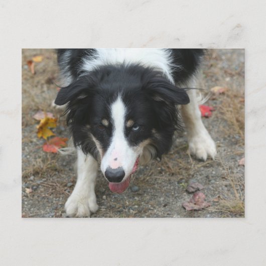 Border Collie Stare Dose Postkarte (Vorderseite)