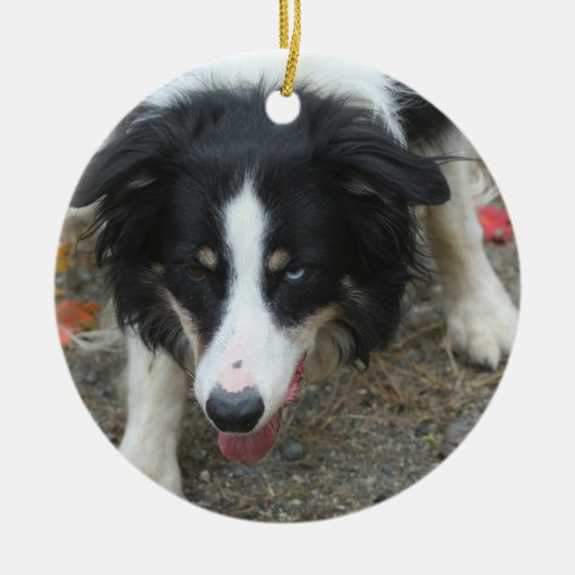 Border-Collie-Starren-Hund Keramik Ornament (Vorne)