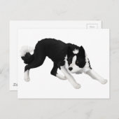 Border-Collie-Starren Postkarte (Vorne/Hinten)