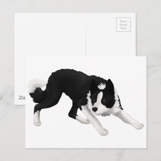 Border-Collie-Starren Postkarte (Vorne/Hinten)