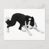 Border-Collie-Starren Postkarte (Vorderseite)
