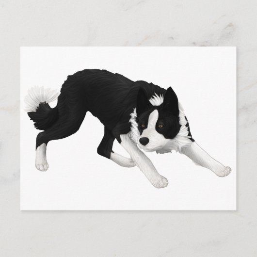 Border-Collie-Starren Postkarte (Vorderseite)