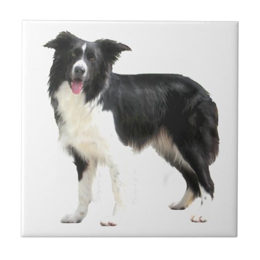Border Collie (stehend) Fliese (Vorderseite)