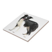 Border Collie (stehend) Fliese (Seite)