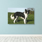 Border Collie Stehend Leinwanddruck (Insitu (Holzboden))