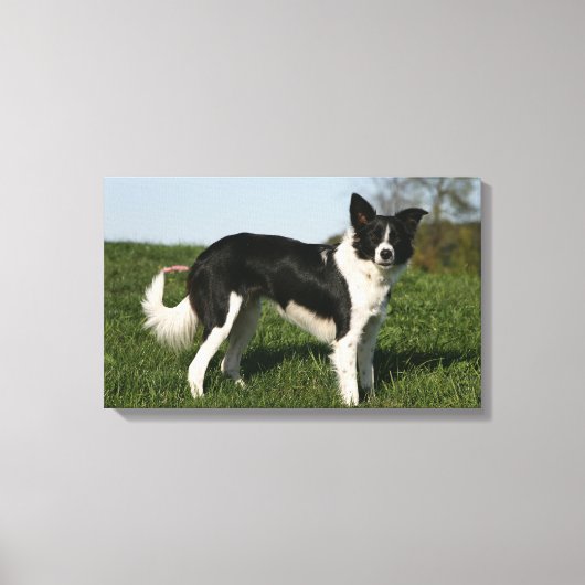 Border Collie Stehend Leinwanddruck (Vorderseite)