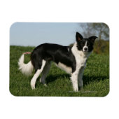 Border Collie Stehend Magnet (Horizontal)
