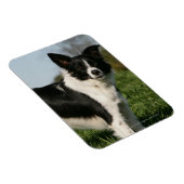 Border Collie Stehend Magnet (Rechte Seite)