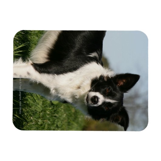 Border Collie Stehend Magnet (Horizontal)