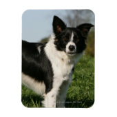 Border Collie Stehend Magnet (Vertikal)