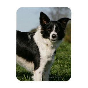 Border Collie Stehend Magnet