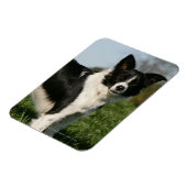 Border Collie Stehend Magnet (Linke Seite)