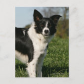 Border Collie Stehend Postkarte (Vorderseite)