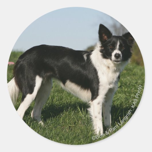 Border Collie Stehend Runder Aufkleber (Vorderseite)
