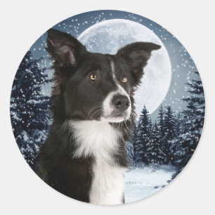 Border Collie Sticker