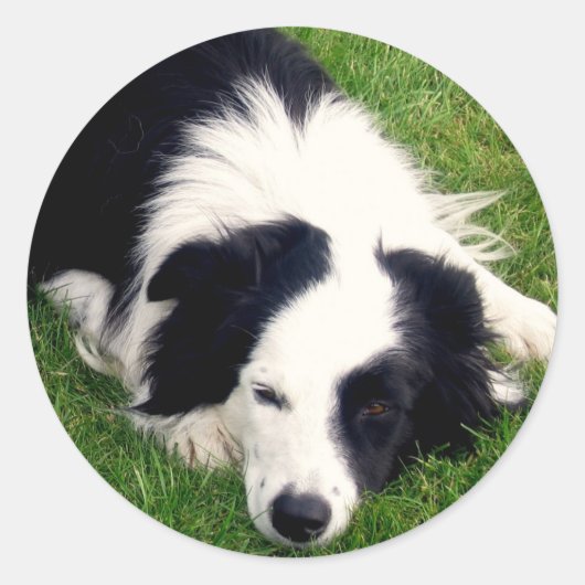 Border Collie Sticker (Vorderseite)