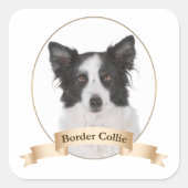Border Collie Stickers (Vorderseite)