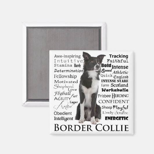 Border Collie Tracks Magnet (Vorderseite/Rückseite)