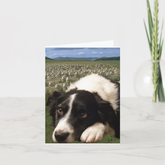 Border-Collie träumt Notecard Karte (Vorderseite)