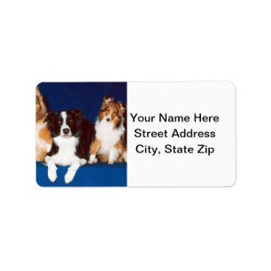 Border-Collie u. Shelties Adressaufkleber