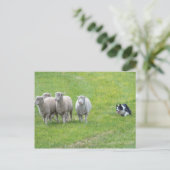 Border Collie und Ewes Postkarte (Stehend Vorderseite)