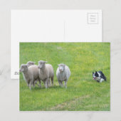 Border Collie und Ewes Postkarte (Vorne/Hinten)