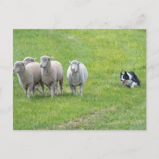 Border Collie und Ewes Postkarte (Vorderseite)