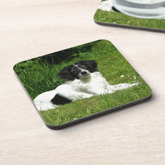 Border Collie Untersetzer (Linke Seite)