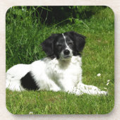 Border Collie Untersetzer (Vorderseite)