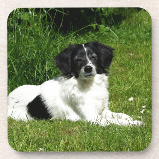 Border Collie Untersetzer (Vorderseite)