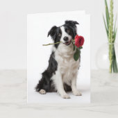 Border Collie Valentine Karte (Vorderseite)