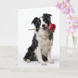 Border Collie Valentine Karte