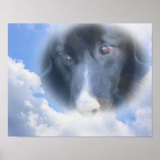 Border Collie Watching von oben Poster (Vorne)