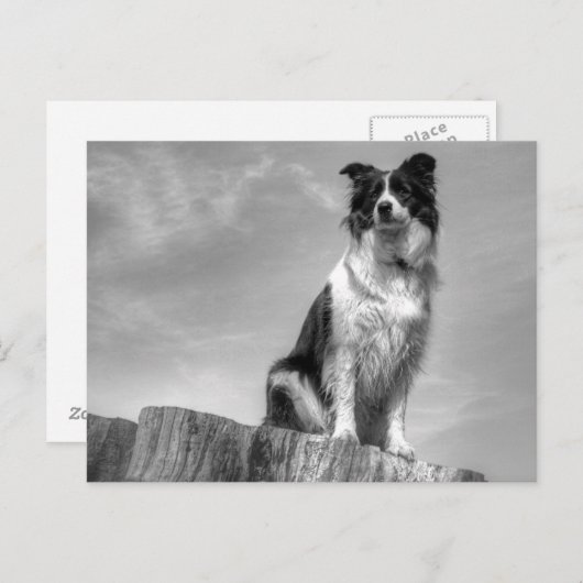Border Collie Watching von Tree Trunk Postkarte (Vorne/Hinten)