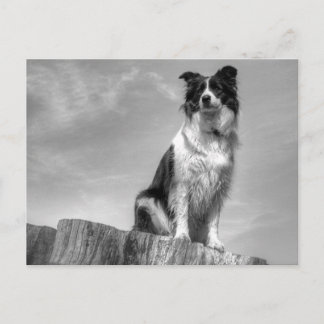 Border Collie Watching von Tree Trunk Postkarte