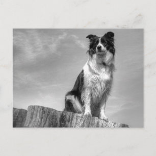 Border Collie Watching von Tree Trunk Postkarte