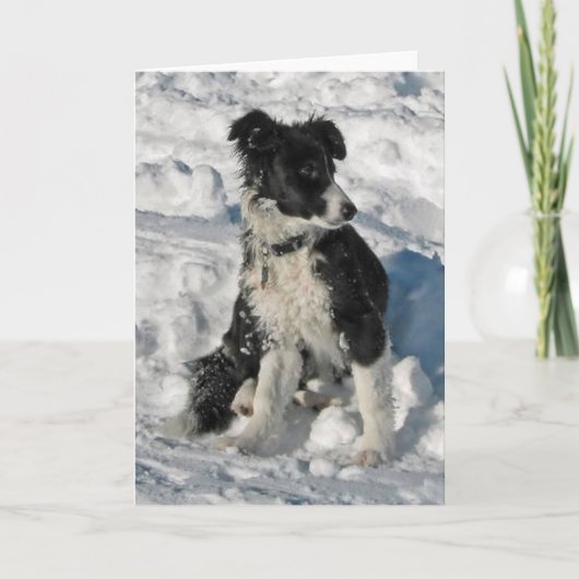 Border Collie Weihnachtskarte Feiertagskarte (Vorderseite)